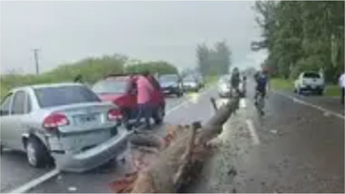 �rbol gigante provoc� un caos en ruta norte�a: cortes y varios heridos