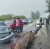 Árbol gigante provocó un caos en ruta norteña: cortes y varios heridos