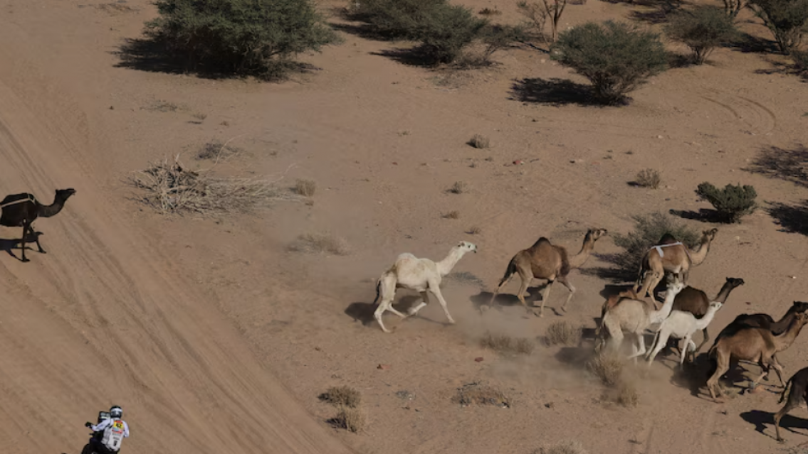 La "caravana de camellos" que fue clave para que el argentino Luciano Benavides gane el Rally Dakar