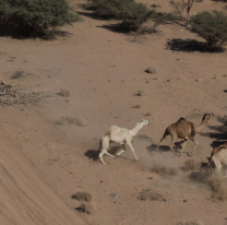 La "caravana de camellos" que fue clave para que el argentino Luciano Benavides gane el Rally Dakar