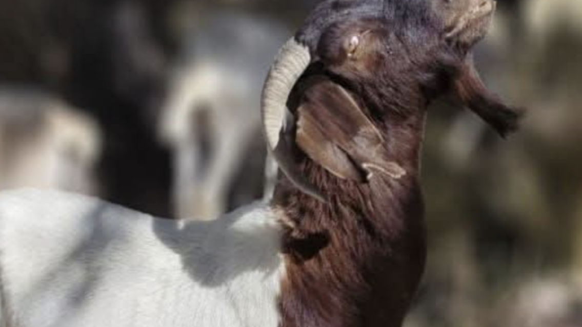 "Chivo reproductor": se perdió en animalito más caro de Jujuy