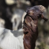 "Chivo reproductor": se perdi&oacute; en animalito m&aacute;s caro de Jujuy