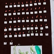 Cayeron las chicas narcos de Perico y San Salvador