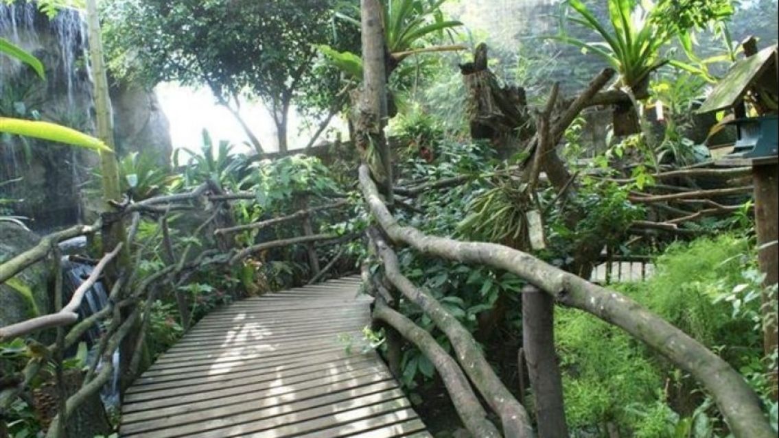 Apareció un extraño puma en un zoológico y sorprendió a los expertos: algo nunca visto