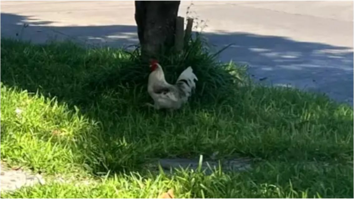 Hombre se cans� del canto de un gallo y lo atac� a tiros