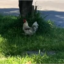 Hombre se cansó del canto de un gallo y lo atacó a tiros
