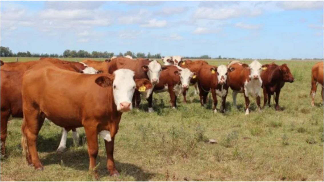 Fraude millonario en el campo: encontraron m�s de mil vacas escondidas por una estafa