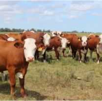 Fraude millonario en el campo: encontraron m&aacute;s de mil vacas escondidas por una estafa