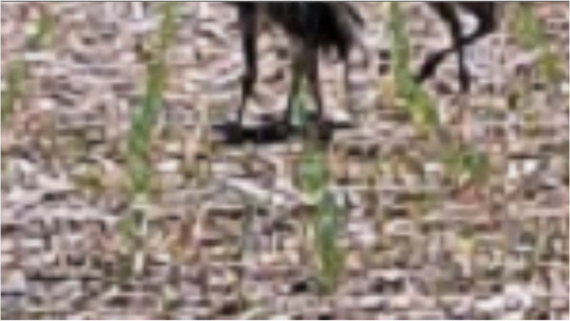 Las extrañas aves con las que se topó un norteño en medio del campo