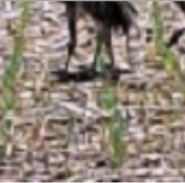 Las extrañas aves con las que se topó un norteño en medio del campo