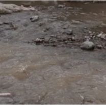 No tienen corazón: abandonaron un perrito en un arroyo y le salvaron la vida