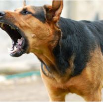 Mordida fatal: una niña de 7 años fue diagnosticada con rabia