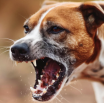 Alerta total cerca de Jujuy: confirmaron un caso de rabia en una nena de 7 a&ntilde;os