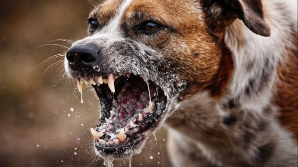 Rabia humana: falleció la niñita de 7 años que fue mordida por un perro