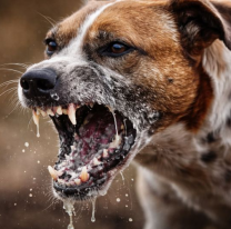 Rabia humana: falleci&oacute; la ni&ntilde;ita de 7 a&ntilde;os que fue mordida por un perro