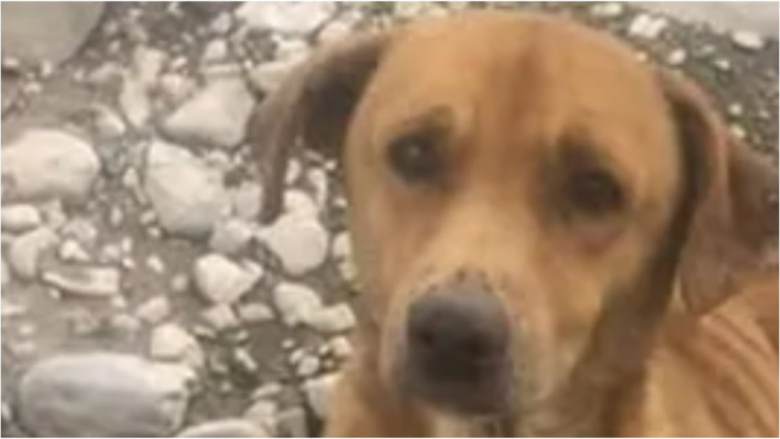 Abandonado y al borde de la muerte: el estado del perrito rescatado en Las Martas