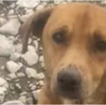 Abandonado y al borde de la muerte: el estado del perrito rescatado en Las Martas