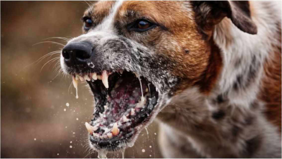 Tranquilidad sanitaria: Jujuy no registra casos de rabia desde 2008