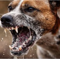 Tranquilidad sanitaria: Jujuy no registra casos de rabia desde 2008