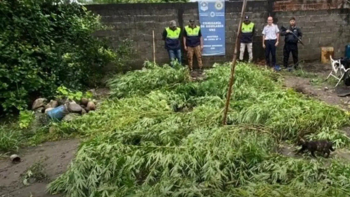 Cayó norteño con alevosa plantación de marihuana en su patio. ¿Le hicieron una cama?
