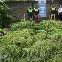 Cay&oacute; norte&ntilde;o con alevosa plantaci&oacute;n de marihuana en su patio. &iquest;Le hicieron una cama?