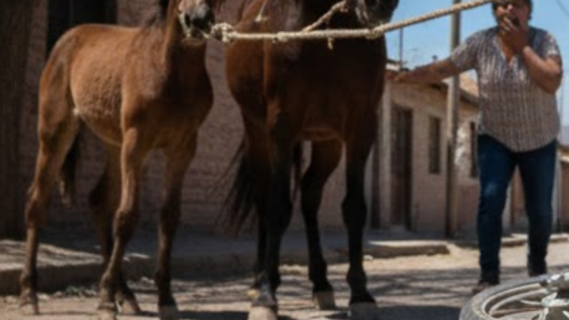 Una soga cruzada por un caballo casi la mata en Libertador