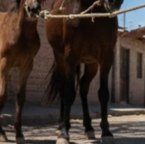 Una soga cruzada por un caballo casi la mata en Libertador