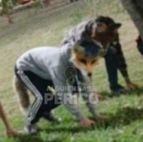 Therians: las primeras juntadas públicas ya se hacen visibles en Perico