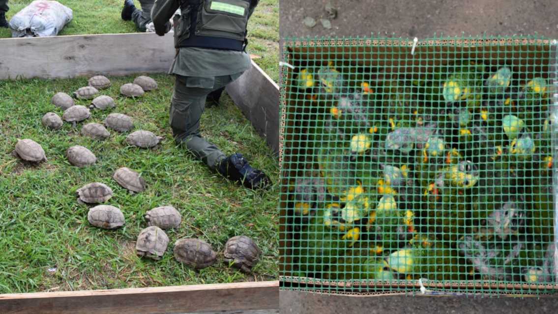 "¿Qué llevan ahí?": los agarraron en la Ruta Nacional 34 con tremendo cargamento
