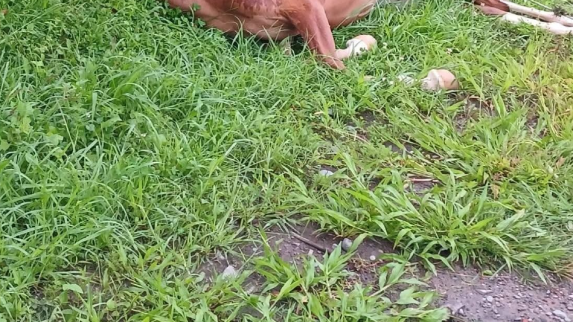 Horror en Jujuy: un caballito murió electrocutado en plena calle