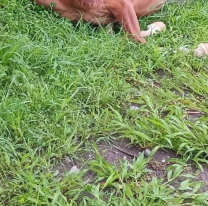 Horror en Jujuy: un caballito muri&oacute; electrocutado en plena calle