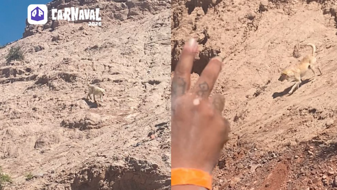 Ni china, ni chango ni therian: "Firulais", el primer diablito que baj� en Uqu�a