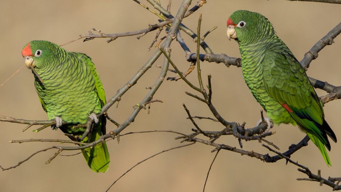 Invasi�n de loros en Jujuy: el drama de los productores de choclos