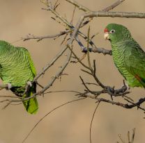 Invasi&oacute;n de loros en Jujuy: el drama de los productores de choclos