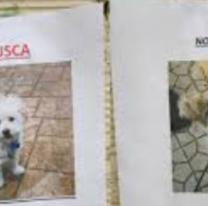 Conmoci&oacute;n en Jujuy: despellejaron viva a una perrita y hay cuatro mascotas desaparecidas