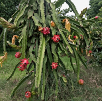 "Fruto del dragón": es furor y se consigue en el interior de Jujuy