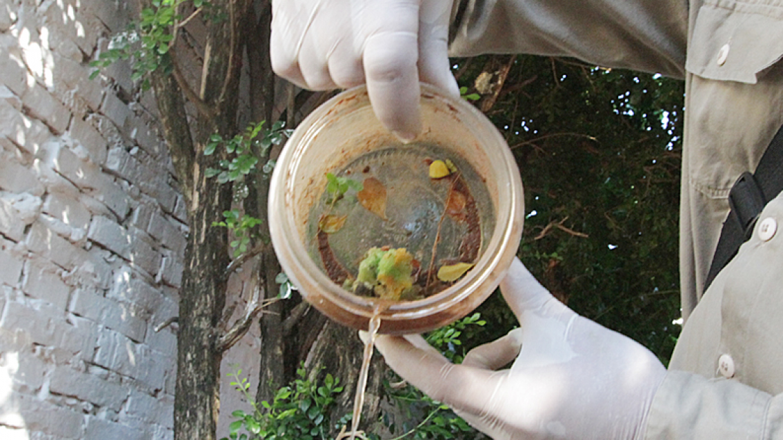 CRIADERO DE MOSQUITOS 