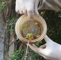 Chikungunya en alerta: Salta confirma 11 casos y refuerza controles en la frontera