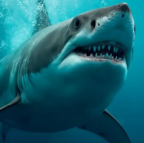 La dolorosa muerte de un m&eacute;dico en plenas vacaciones: lo atac&oacute; un tibur&oacute;n