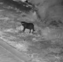 Horror en Jujuy: otro perro apareci&oacute; despellejado