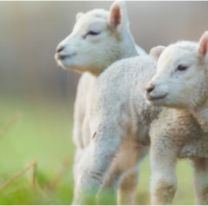 Compró un cordero por redes sociales y descubrió lo peor al abrir la caja