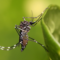 Jujuy no registra casos de dengue aunque la enfermedad avanza en la regi&oacute;n
