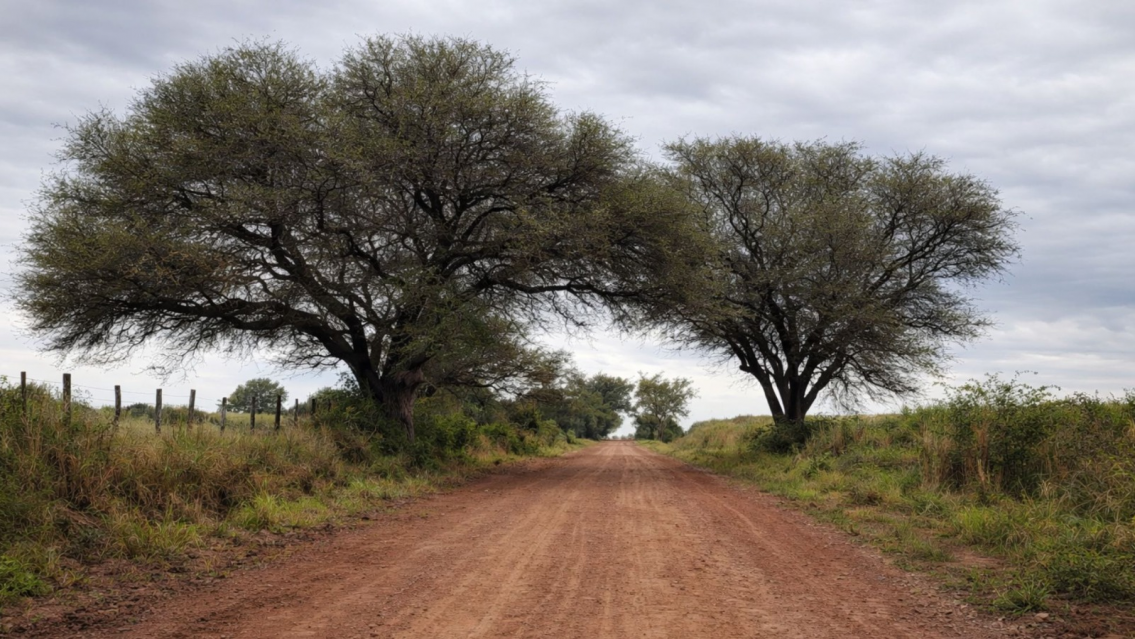 IMAGEN MEJORADA CON IA