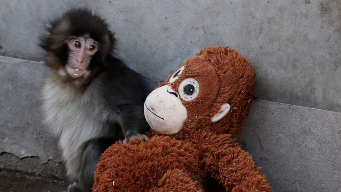 Se conoció la peor noticia sobre Punch, el monito que todos aman