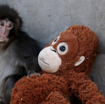 Se conoció la peor noticia sobre Punch, el monito que todos aman
