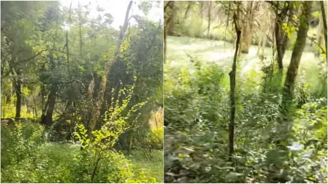 "Ten�a un olor asqueroso": la extra�a aparici�n que asust� a un norte�o dentro del monte