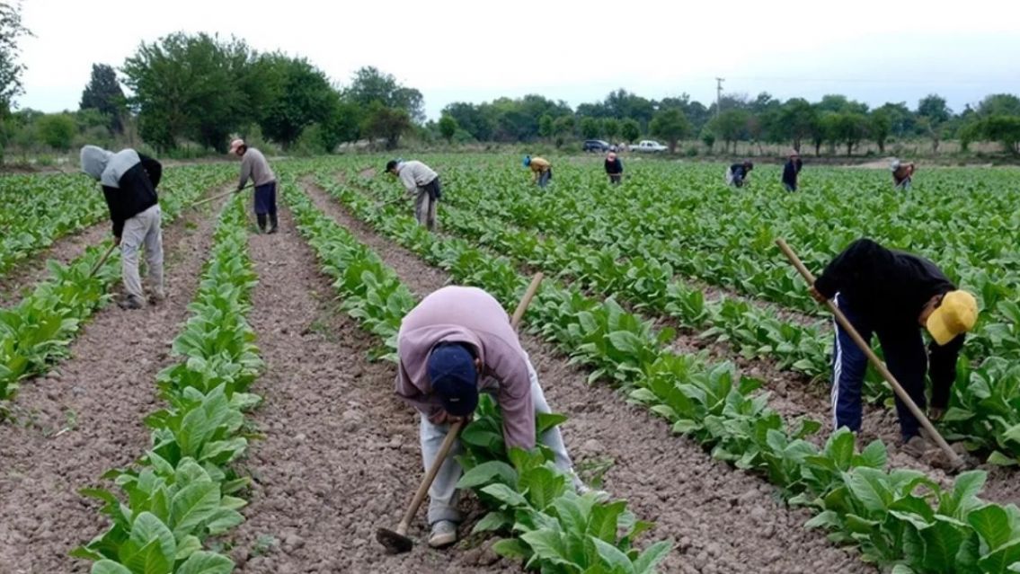 El tabaco jujeño en alerta: el precio subió pero los costos "por las nubes" amenazan la ganancia