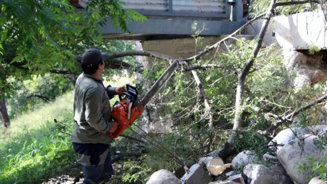 Cómo podar el árbol de tu vereda sin que te caiga una multa municipal en Jujuy