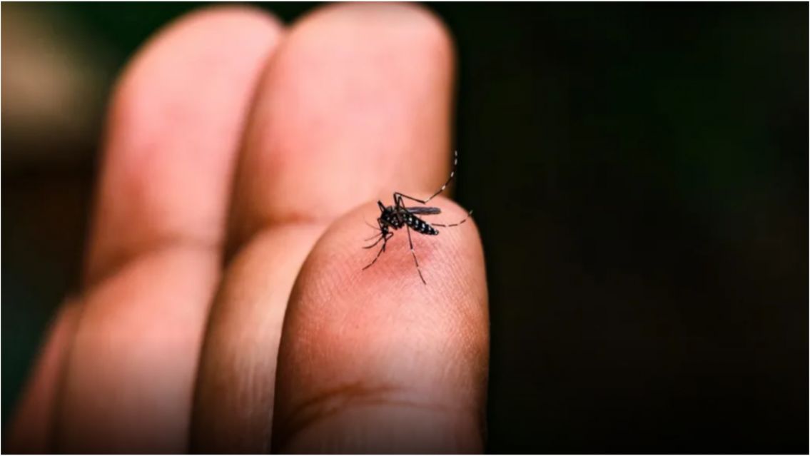Confirmaron el primer caso de chikungunya en Jujuy