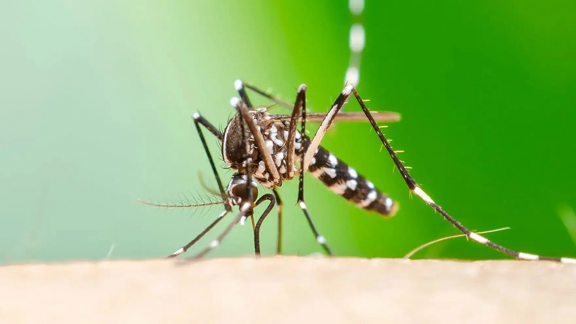 ALERTA CHIKUNGUNYA: primer caso confirmado en Jujuy en 2026